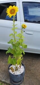 Sunflowers for Alisha