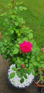 homegrown rose