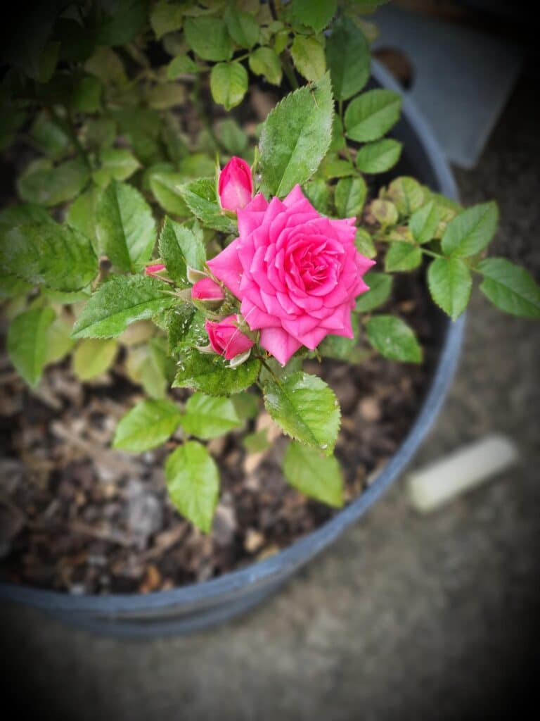 Allina's home grown rose